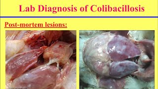 سلسلة تشخيص الامراض البكتيرية فى الدواجن 2 مرض اي كولاي Diagnosis of Colibacillosis in Poultry [upl. by Letnahc778]