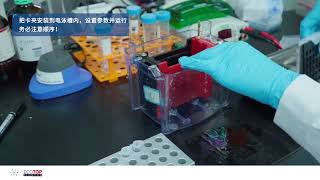 Western blot  04 转膜 [upl. by Zetnahs]