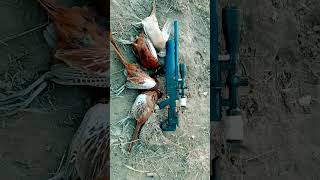 Pheasant hunting Қырғауыл аулау Кыргоолго аңчылык кылуу Охота на фазана фазан pheasant [upl. by Ennaillek]