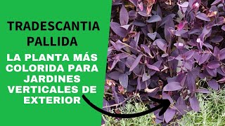 Tradescantia pallida planta colorida e inmortal para los jardines de exterior [upl. by Arodaeht]