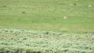 Yellowstone  Wolves hunting pronghorn antelopes [upl. by Ebag]