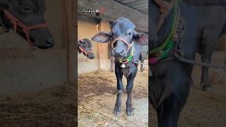 Murrah calf🐃💝  murrahcalf villagelife 5starmurrah dailyvlog shortsf kumawatpushkar007 [upl. by Yengac824]