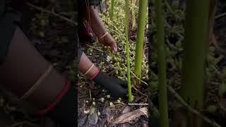 Cardamom Harvesting 🌾………………cardamom kerala idukki india reelitfeelit hardwork harwesting [upl. by Iolande]