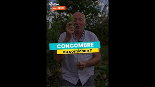 Concombre ou cornichon  Hubert nous explique comment faire la différence [upl. by Niroc325]