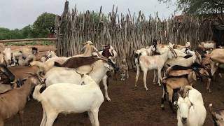 MOSTRANDO A CRIAÇÃO DE BODE  ESTOU DE VOLTA NA FAZENDA [upl. by Neslund656]