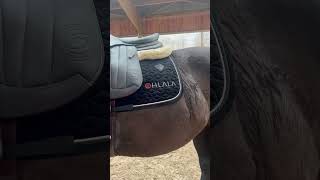 mini vlog  matinée aux écuries 🐴 horse cheval Vlog cso equitation cavalier poneyclub [upl. by Yks]