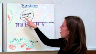 RNA Protein Synthesis [upl. by Attener]