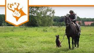 Einfach Hund Folge 3 Mit Hund und Pferd gemeinsam unterwegs  VetConcept [upl. by Adel114]