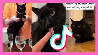 FUNNY Black CAT TikTok Compilation [upl. by Senzer]