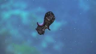 Flatworms platyhelminthes The First Hunter TheShapeOfLife [upl. by Hedvah]