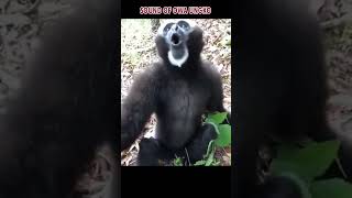 Unique sound of the Ungko Gibbon from Indonesia [upl. by Leanor61]