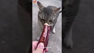 “Have a sterilizationBro”🤣🤣🐱funnycats funnyanimals petvideos cat catsoftiktok fyp [upl. by Mcnair]