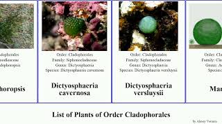 List of Plants of Order Cladophorales chaetomorpha algae amphibia aerea cavernosa pellucida linum [upl. by Brine750]