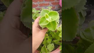 Ajwain plant how to grow propagate अजवाइन short video [upl. by Venterea377]