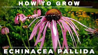 Complete Echinacea Pallida Pale Purple Coneflower Grow and Care Guide [upl. by Nyleak996]