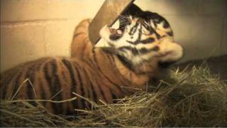 Sumatran Tiger Cubs Joanne amp Majel [upl. by Liza]