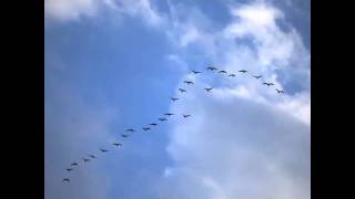 Best Baseball Walk Up Song Birds Flying High [upl. by Ahpla]