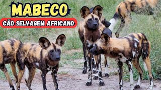 MABECO  CÃO SELVAGEM AFRICANO [upl. by Adiam352]