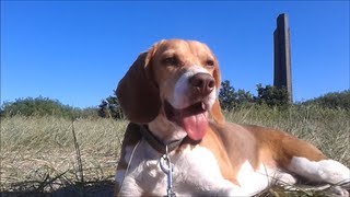 Beagle Barnie testet den Hundestrand Laboe Ostsee [upl. by Odette472]