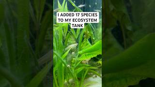 Adding 17 Species to my freshwater ecosystem tank [upl. by Noelyn]