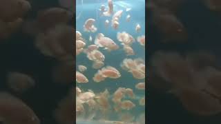 Albino Oscar Fish Available Hirran Fish Aquarium Howrah if u want contact me  Also Subscribe me [upl. by Carline]