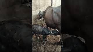 Dairy farming business Kushwah ji ka dairy farm ❣️ [upl. by Adnilg]