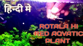 how to plant rotala in aquarium rotala rotundifolia hi red rotala red plant [upl. by Mialliw523]