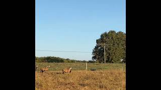 Moving American Blackbelly sheep to a fresh paddock of forage [upl. by Yruj]