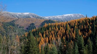 Scenic Autumn colors end Larch Trees [upl. by Ttezzil]