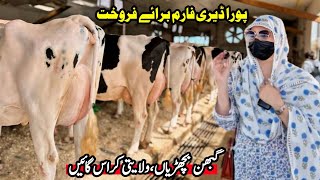 Subhan Dairy Farm  Cows Sale In Punjab  Pregnant Heifers  Sasta Farm  Pk Janwar Mandi [upl. by Jorgenson375]