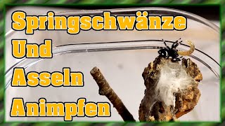 Phidippus regius  Springspinne  Terrarium animpfen mit Springschwänzen und Asseln  Füttern [upl. by Urson]