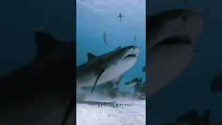 Whale fish 😱 facts shorts ytshorts [upl. by Rastus641]