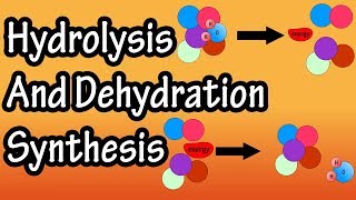 Dehydration Synthesis And Hydrolysis  What Is Anabolism  What Is Catabolism [upl. by Ahsiruam]