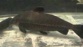 オキシドラス（Ripsaw catfish）学名：Oxydoras niger [upl. by Granoff]