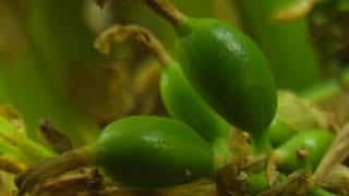 How to Grow Cardamom  TvAgro by Juan Gonzalo Angel [upl. by Chapnick]