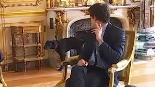 Emmanuel Macron’s dog urinates in fireplace during meeting [upl. by Enelaj]