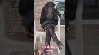 Monkey of the funny 😂 😂 videos shorts monkey reels viralvideo [upl. by Sissie]