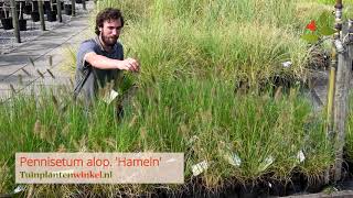 Pennisetum alopecuroides Hameln of lampenpoetsersgras  informatie [upl. by Dorlisa]