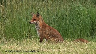 Abendliche Aktivitäten einer Fuchsmama – Evening activities of a vixen [upl. by Suivatco]