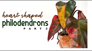 Philodendron Varieties Guide HeartShaped Edition  Part 2  Philodendron  Herb Stories [upl. by Enortna]