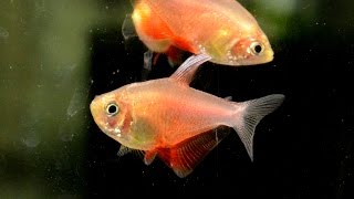 Hyphessobrycon flammeus Flame tetra Species Spotlight [upl. by Yelnik722]