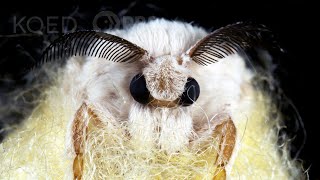 Silkworms Spin Cocoons That Spell Their Own Doom  Deep Look [upl. by Carey]