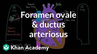 Foramen ovale and ductus arteriosus  Circulatory system physiology  NCLEXRN  Khan Academy [upl. by Bamby]