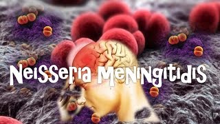 Neisseria meningitidis [upl. by Sussi]