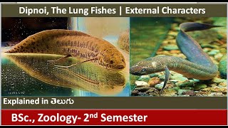 Dipnoi  The Lung Fishes  External Characters  Fishes  BSc Zoology 2nd semester  HSR Bioinfo [upl. by Milore975]