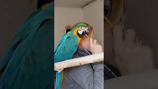 Papuga ara ararauna macaw parrot [upl. by Jarred]