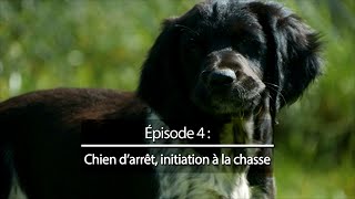 Chiens de chasse 4  Chiens darrêt initiation à la chasse [upl. by Jasisa941]