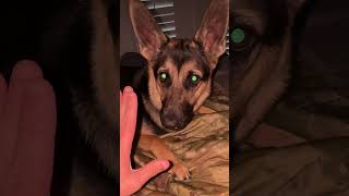 NEVER Make This Mistake With A German Shepherd dog [upl. by Macy]