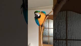 Papuga ara ararauna macaw parrot [upl. by Lednew]