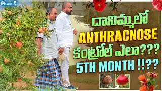 దానిమ్మలో Anthracnose కంట్రోల్ ఎలా 5th monthpomogranate jilan agriculturalsystem fruit [upl. by Nodnol]